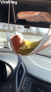 Parrot Chills Out in Face Mask Hammock 