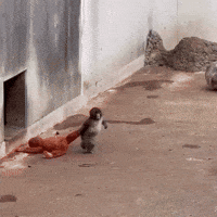 Japan Monkey GIF