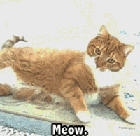 cat rolling GIF
