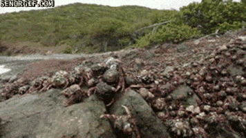 hermit crabs migration GIF by Cheezburger