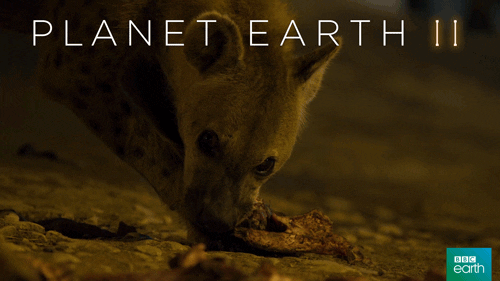 planet earth 2 eating GIF by BBC Earth