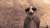 Happy Les As De La Jungle GIF by tatprod