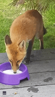 Surrey Woman Befriends Fox That Waits for Her 'Every Morning'