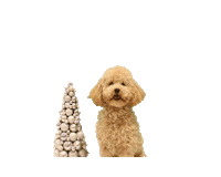 emmalead kerst onlinemarketing toypoodle leadlogic Sticker