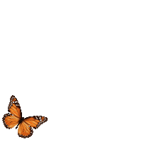 Butterfly Sticker