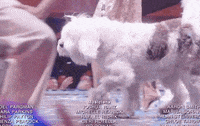 The Little Mermaid GIF by ABC Network