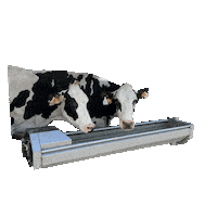 Space Cow Sticker by AGRICOW