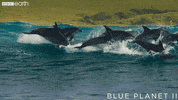 south africa waves GIF by BBC Earth