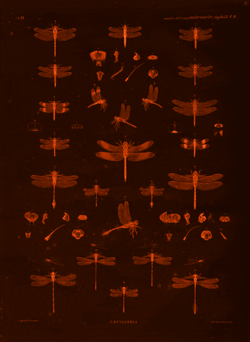 GIF by A.M.T.G. G.G.