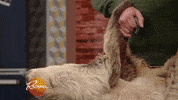 holding on sloth GIF by Rachael Ray Show