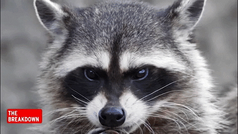 Raccoon GIF by Inside Edition