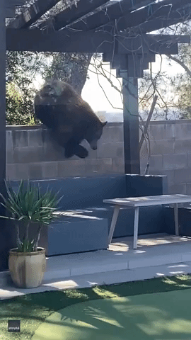 Mi Casa, Su Casa: Bear Invades Backyard, Lounges by Pool in California