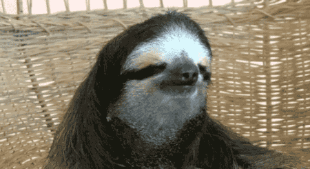 sloth GIF