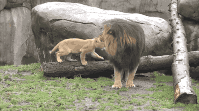 lion GIF