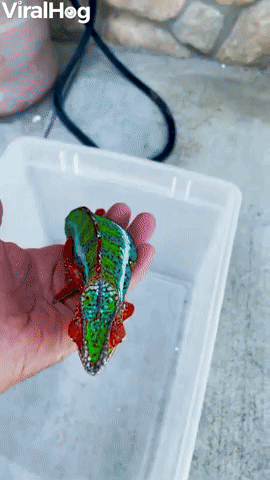 Colorful Chameleon Found in California Suburb