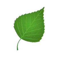 birch leaf finland Sticker by Saunapaiva