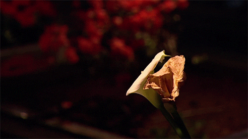contemporary art flowers GIF by Art21