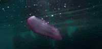 HezzaFezza my octopus friend 7 GIF
