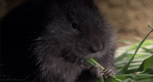water vole rodent GIF by Head Like an Orange