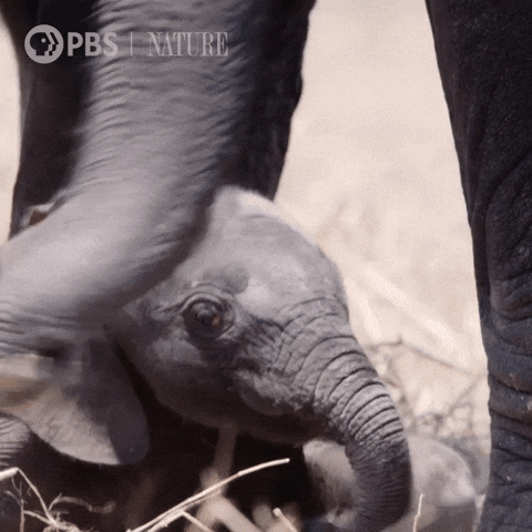 Pbs Nature Baby GIF by Nature on PBS