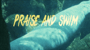 Basset Hound Water GIF by Four Rest Films