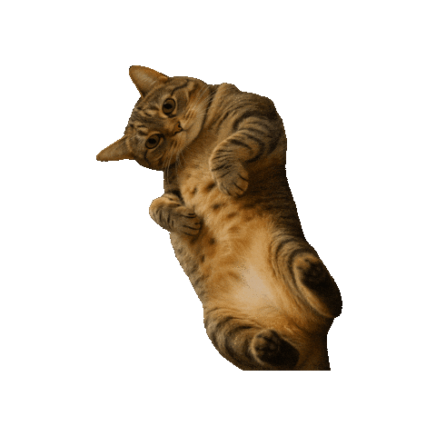 Catbellyrub Sticker by Lasca Fox