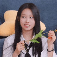 Panda Judging GIF