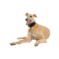 universityofindianapolis indianapolis greyhounds grady u of i Sticker