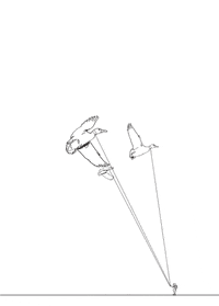 bird GIF by ZI Italy