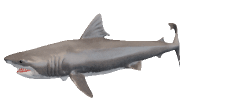 Shake It Shark Sticker by Zacxophone