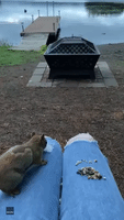 Hungry Squirrel Noisily Nibbles Nuts From Woman's Lap
