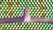 kaceymusgraves kacey musgraves oh what a world GIF