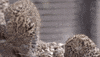 baby jump GIF by San Diego Zoo