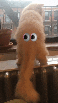 Cat Tail GIF by Jess