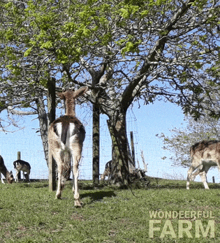 Reaching Standing Up GIF by Wondeerful farm