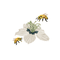 Raw Honey Bee Sticker by El Nahl