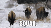 Squad Yellowstone GIF by Nat Geo Wild