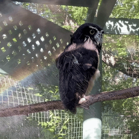 Owl Cortez GIF by Valley Zoo Development Society
