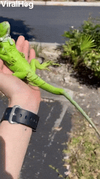 Iguana Is Vibing