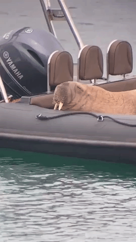 Wally the Walrus Relaxes Aboard Boat on Return to Irish Coast