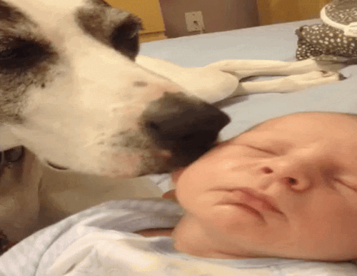 Video gif. Dog licks a sleeping baby and the baby doesn't wake up at all, even when the dog licks their closed eyes.