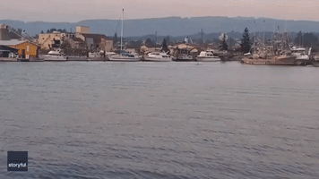 Orcas Put on 'Pure Magic' Show in Canadian Harbor