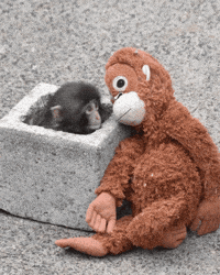 Japan Monkey GIF