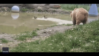 Rescue Bear Chases Ducks at New York Wildlife Sanctuary