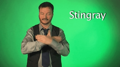 sign language stingray GIF by Sign with Robert