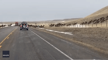 Dozens of Elk Halt Traffic on Montana Highway