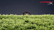 Peek-A-Boo Reaction GIF by HyperX