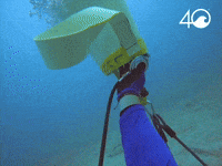 Osborne Reef