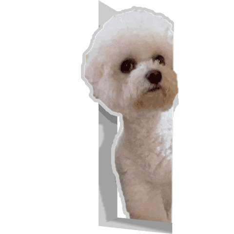 xatsuko_olivex dog surprised bichon bichon frise Sticker