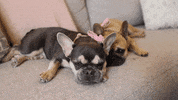 French Bulldog Awww GIF by Rosanna Pansino